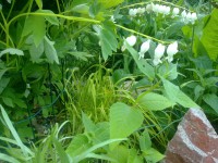 /album/rusticgarden/a12-6-025-jpg/